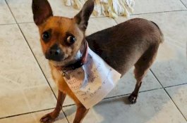 Lagi Dikarantina, Pria ini Utus Anjingnya untuk Belanja di Toko