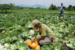 Kostratani Kawal Panen Raya Maret - April 2020