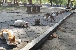 Dikerumuni 20 Kucing Lapar saat Patroli, Polisi Ini Belikan Makanan lalu Dibagikan Satu Per Satu 