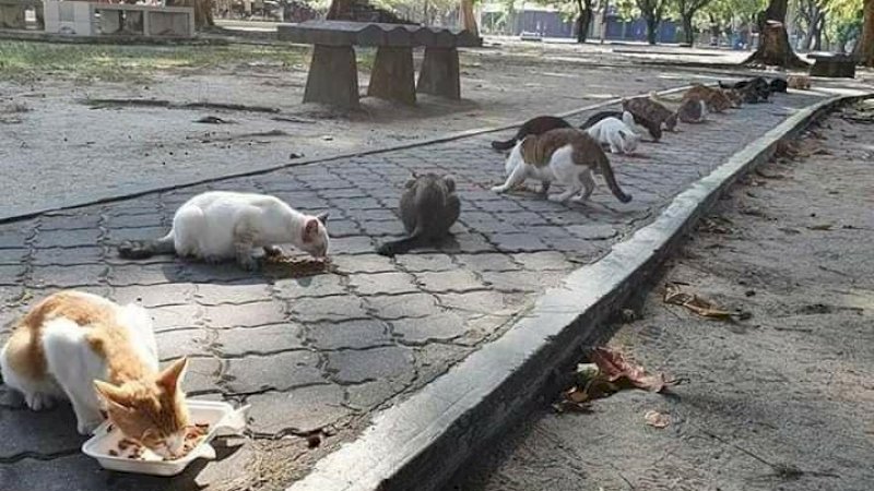 Dikerumuni 20 Kucing Lapar saat Patroli, Polisi Ini Belikan Makanan lalu Dibagikan Satu Per Satu&nbsp;