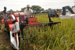 Di Tengah Pandemi Covid 19, Petani Siap Panen Jagung dan Padi di Tuban