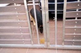 Tetangganya yang Tionghoa Terisolasi di Singapura, Pria Muslim Ini Beri Makan Anjingnya