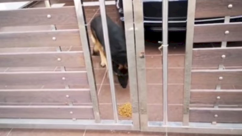 Anjing tetangga yang dberi makan pria muslim setiap hari.