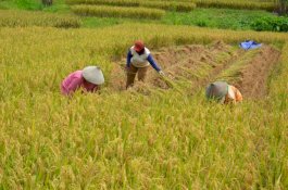 Pandemi Covid-19, Panen Raya di Kepri Tetap Jalan