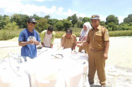 Tak Terganggu Corona, Petani di Bima Panen Raya Padi dan Jagung