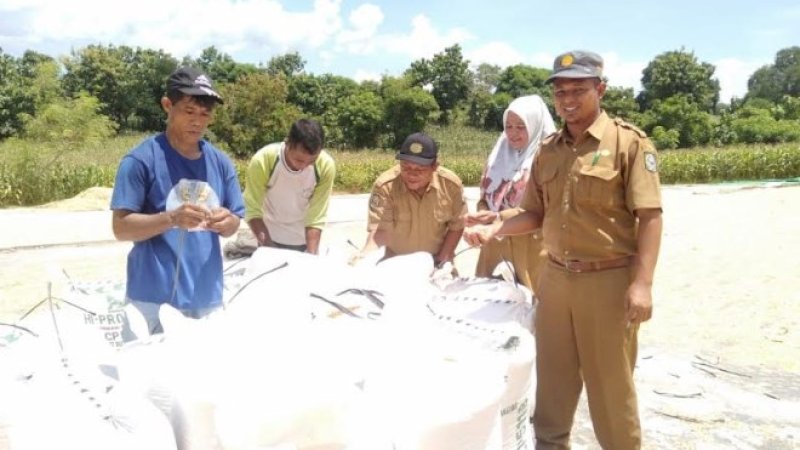 Petani di Kabupaten Bima, Provinsi NTB mulai panen raya padi dan jagung. Masa panen berlangsung Maret ini hingga Mei 2020.
