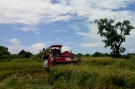 Covid-19 Bukan Penghalang, Petani Sumenep Tetap Panen; Padi, Jagung, dan Bawang Merah
