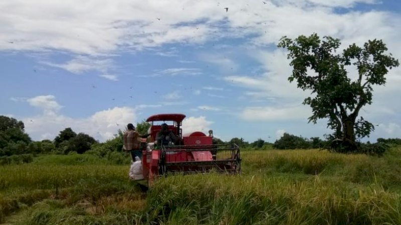 PANEN. Para petani di Sumenep tetap panen di tengah virus Corona (foto/kementan ri)