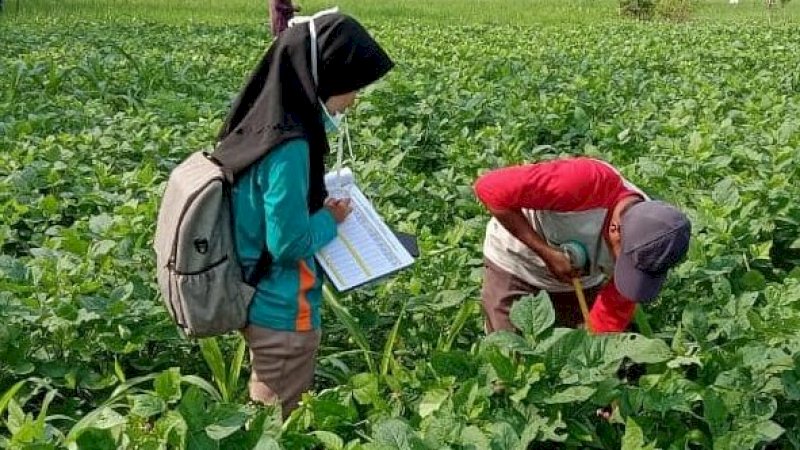 Kaji terap tumpangsari tanaman (turiman) padi gogo, jagung, kedelai (Pajale) tahun 2020.&nbsp;