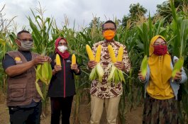 Benih Unggul dari Jepang, NA Panen Jagung Varietas NA1 dan NA2 di Soppeng
