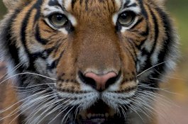 Harimau Nadia Positif Covid-19, Diduga Ditularkan Penjaga Kebun Binatang