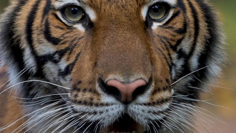 Harimau Nadia Positif Covid-19, Diduga Ditularkan Penjaga Kebun Binatang