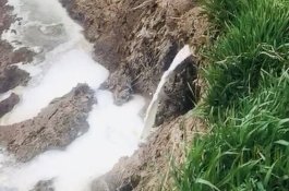 Perusahaan Hentikan Produksi, Dua Juta Liter Susu Segar Terbuang Percuma