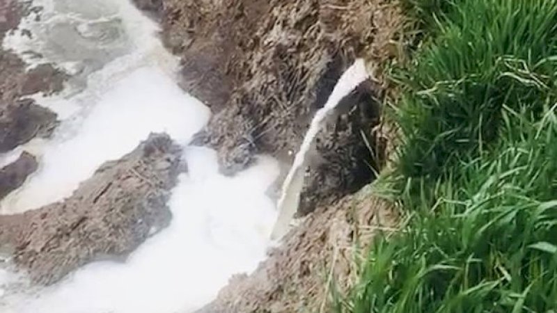 Susu segar dibuang percuma akibat corona di Inggris.