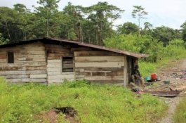 Rumahnya Dijadikan Tempat Persembunyian TPNPB, Satpam PT Freeport Indonesia Jadi Tersangka