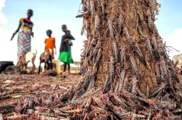 Sudah Terpuruk akibat Corona, Afrika Diserang Belalang Pula yang Habiskan Sumber Makanan