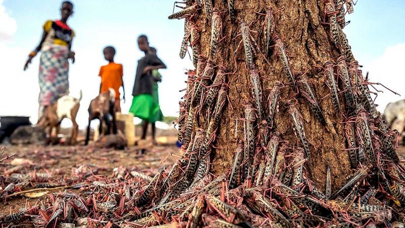 Wabah belalang di Kenya. (FOTO: AP)