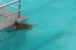 Pengunjung Sepi, Monyet Ambil Alih Kolam Renang Sebuah Hotel di India