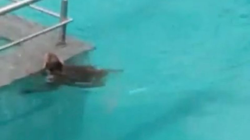 Monyet berenang di kolam renang.