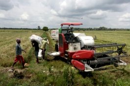 Di Tengah Covid-19, Produksi Padi Petani Banyuasin Berlimpah