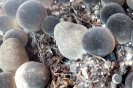 Kandungan Protein Nyaris Setara Hewan, Bisnis Jamur Prospektif di Tengah Wabah Corona