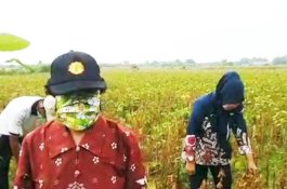 Kendal Pertahankan Produksi Kedelai di Tengah Wabah Covid-19