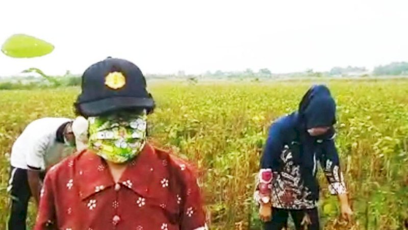 Petani kedelai di Kendal, Jawa Tengah.