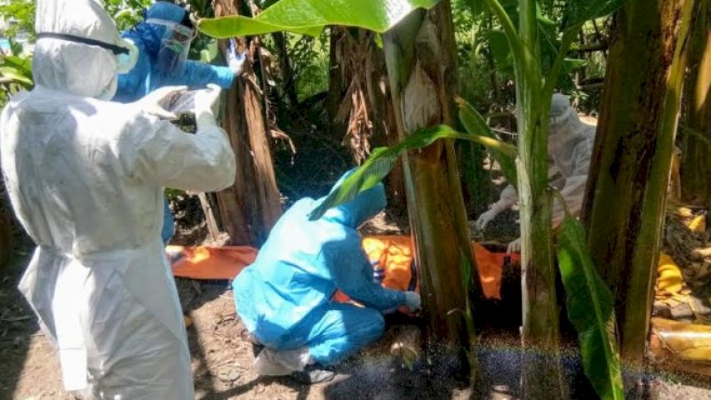 Proses evakuasi jasad warga Wajo yang tergeletak di antara pohon pisang.