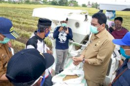 Live dari Sawah, Bupati Barru Panen Raya Padi Bersama Mentan SYL