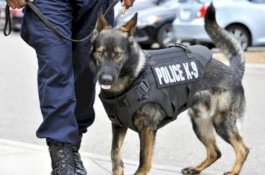 Penderita Covid-19 Punya Bau Khas, Ilmuwan Siapkan Anjing untuk Mengendus Orang Tanpa Gejala 