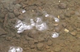 Aneh, Gelembung Gas Muncul dari Dasar Sungai di Magelang