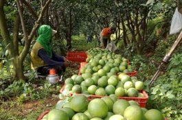 Panen Jeruk Baby Melimpah, Petani Nikmati Untung di Tengah Pandemi Covid-19