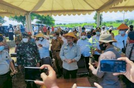 Satu Jam Panen Raya Padi di Jeneponto, Mentan SYL: Petani Tidak Boleh Dipermainkan
