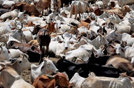 Berutang Rp1,5 Triliun, Negara Ini Bayar dengan 75.000 Ekor Sapi Perah