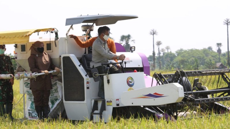 PANEN. Mentan Syahrul saat panen padi di Pandeglang. (foto/humas kementan)