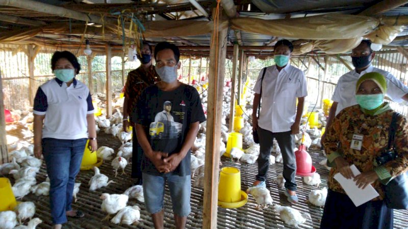 HASIL. Peternak ayam di Bogor sudah menjual ayamnya ke sejumlah perusahaan besar. (foto/kementan ri)