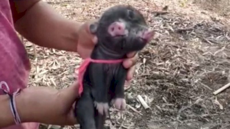 Babi berkepala dua dengan tiga mata.