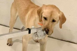 Anjing Mulai Dilatih Endus Orang Terinfeksi Corona, Bisa Identifikasi 250 Orang Per Jam