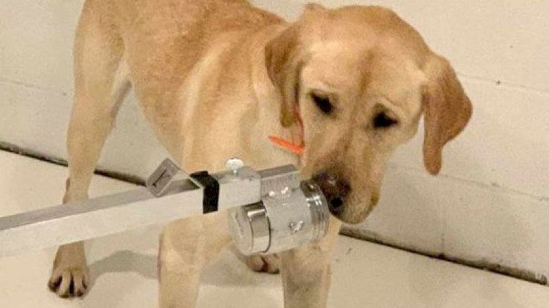 Seekor anjing Labrador kuning, sedang dilatih untuk mendeteksi aroma virus corona sebagai bagian dari studi Universitas Pennsylvania.