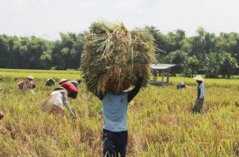 Hasil Panen Raya Akan Tambal Defisit Komoditas Pangan di Daerah