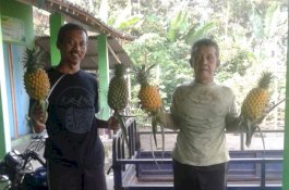 Efek Pandemi Covid-19, Petani Nanas Banasari Tetap Raup Untung Besar