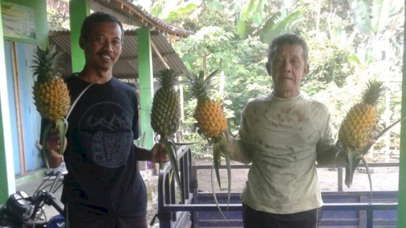 Efek Pandemi Covid-19, Petani Nanas Banasari Tetap Raup Untung Besar