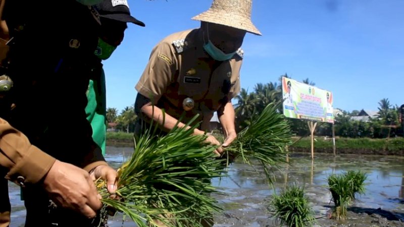 Bupati Barru, Suardi Saleh dalam gerakan tanam serentak 2020, Selasa (12/5/2020).