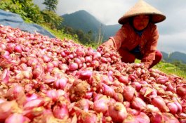 Produksi Bawang Merah Nasional Aman, Harga di Tingkat Petani Membaik