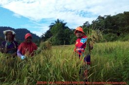 Dusun Saluseba Luwu Utara Sukses Panen Padi Seluas 7 Ha