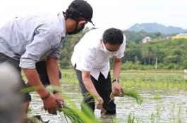 Barru Sudah Capai 50 Persen Target Musim Tanam 2020 Nasional
