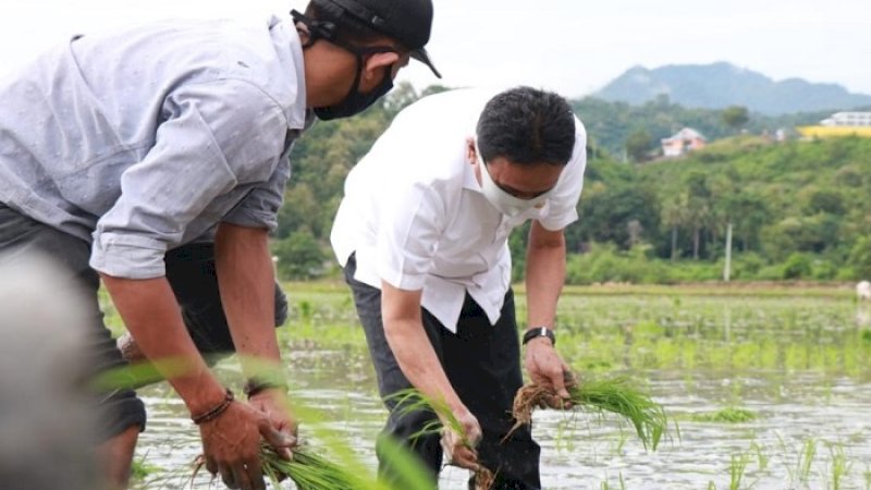 Bupati Barru, Suardi Saleh saat menanam benih padi di sawah bersama warga, Rabu (27/5/2020).
