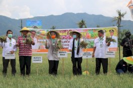 Mentan SYL Panen Bawang Merah di Bima, Produksi Melimpah