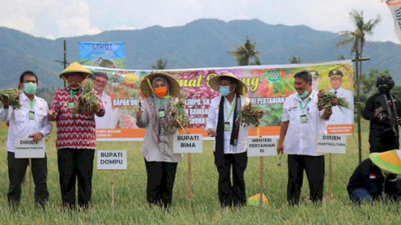 Menteri Pertanian (Mentan) Syahrul Yasin Limpo melakukan panen raya bawang merah di Kabupaten Bima, Provinsi Nusa Tenggara Barat (NTB).