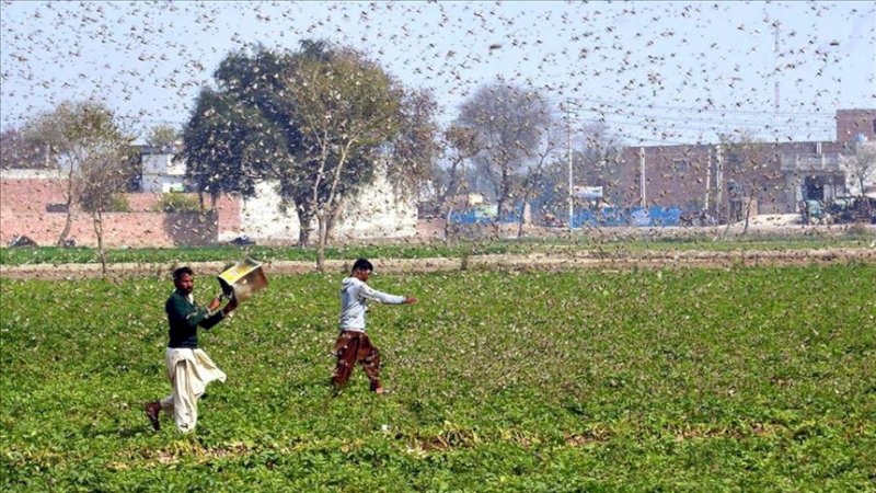 Serangan belalang di India.